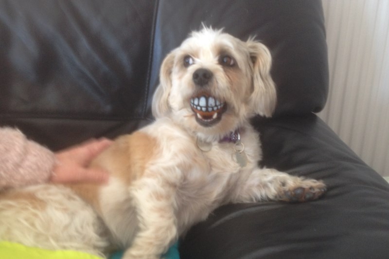 Little Bones Dogs 10