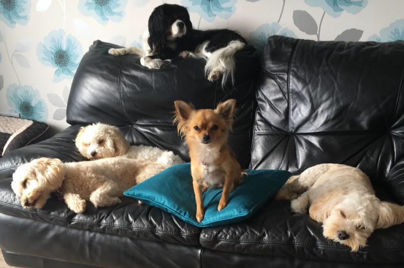 Little Bones Dogs 11