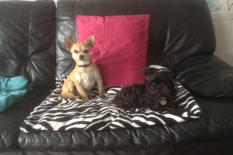 Little Bones Dogs 15