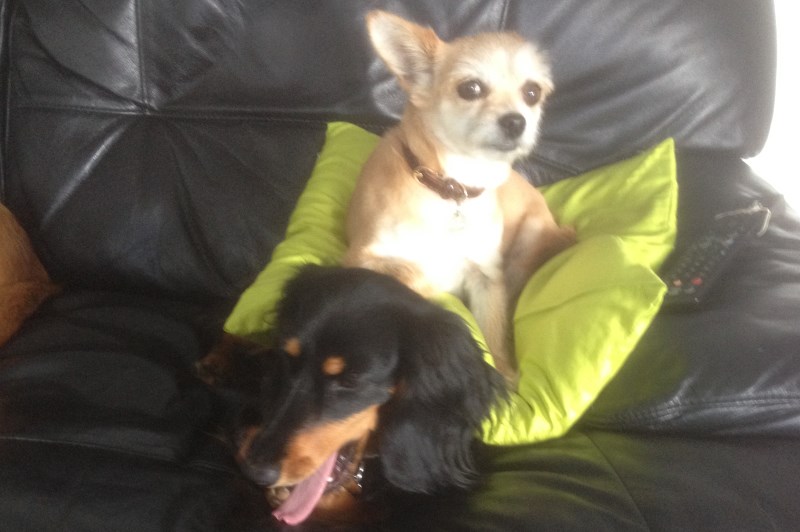 Little Bones Dogs 2