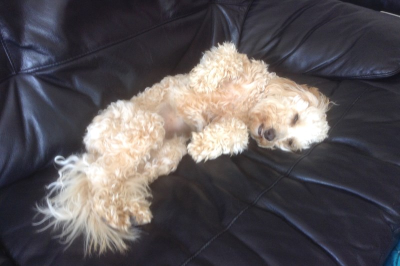 Little Bones Dogs 20