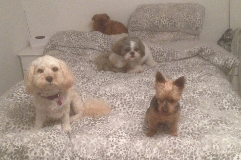 Little Bones Dogs 3