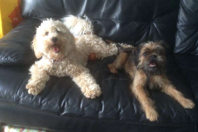 Little Bones Dogs 4