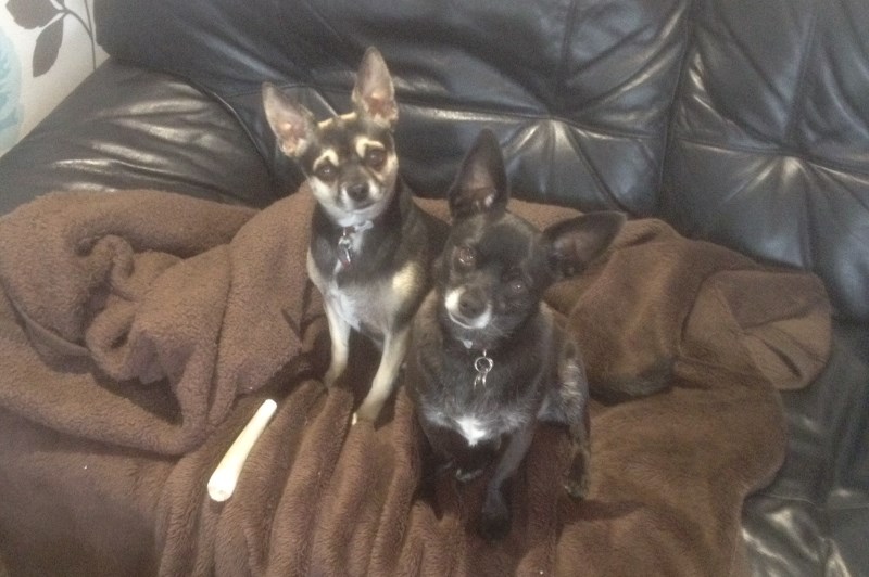 Little Bones Dogs 6