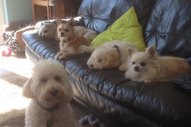 Little Bones Dogs 8