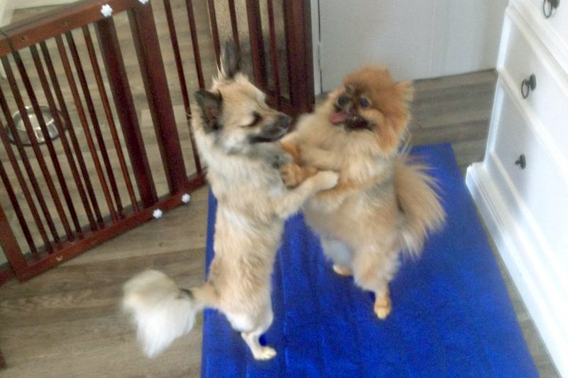 Little Bones Dogs 9